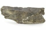 Hadrosaur (Hypacrosaurus) Jaw Section with Stand - Montana #227715-2